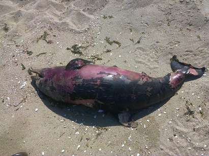 Труп на бебе делфинче изплува на плажа в Обзор