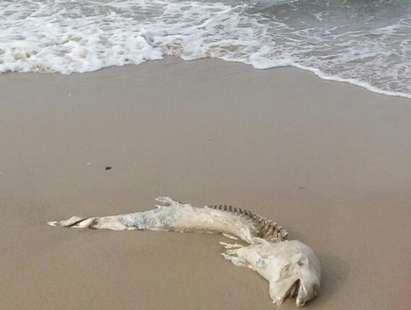 Кости от делфин изхвърли морето в Созопол