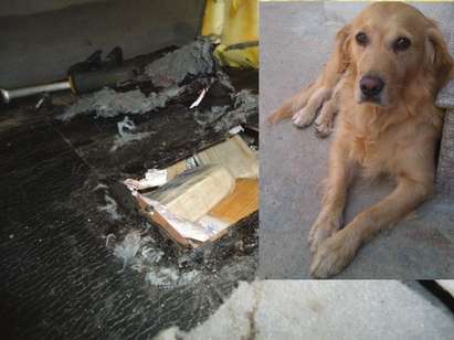 Хероин за над 2,5 млн. лв. откри митническо куче на „Лесово”