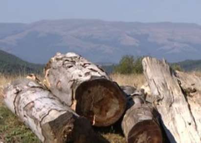 500 бука изсечени незаконно край Пирдоп, глобяват дърводобивна компания до 10 000 лева заради сечта?