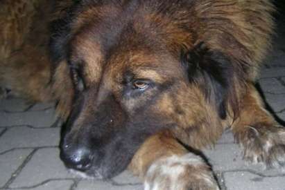 Зверство: Цигани изнасилиха куче, пуснаха го да обикаля окървавено из улиците
