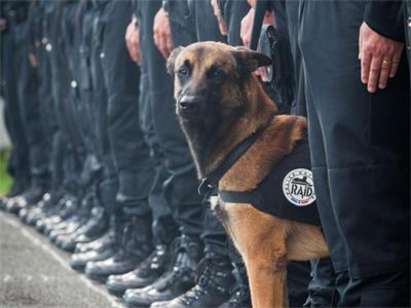 Полицейското куче Дизел е било убито при полицейския щурм в Сен-Дени