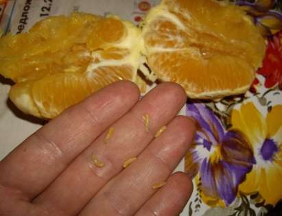Снимка на портокали с червеи взриви Фейсбук (СНИМКИ)