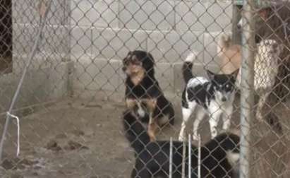 Прецедент: Ограбиха приют за кучета в Карнобат