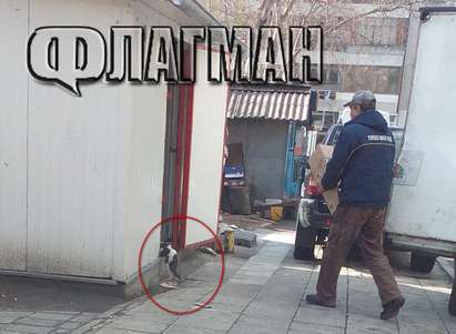 Сигнал до Флагман: Котки превзеха магазин за месо в ж. к. „Братя Миладинови“, на служителите не им прави впечатление