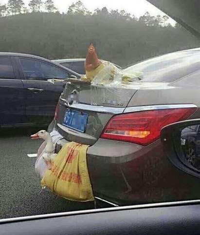 Този човек си купи кокошка и патица и откри щур начин да ги транспортира