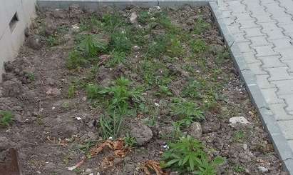 „Озелениха“ с марихуана варненски квартал