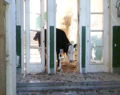 Крави и телета бродят в сградата на училище