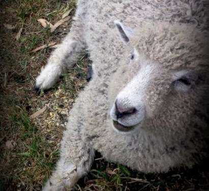 Дрогирани овце вилняха в британско село