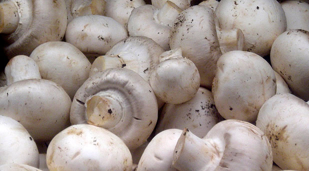 БАБХ спря продажбата на печурки в ”Кауфланд” след отравяне на семейство