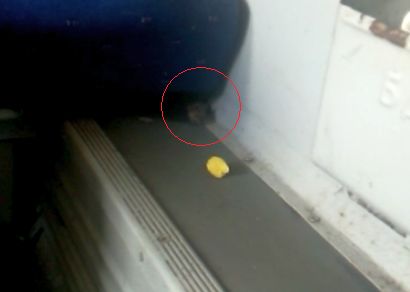 Гадост! Мишка плъзна във влака София- Бургас