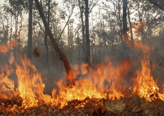 Къмпингуващи предизвикаха огромен пожар край Варвава, цяла нощ гасят огнената стихия