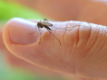 Кои дестинации крият риск да се върнете с малария?