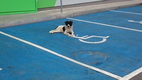 Куче пази местата за инвалиди пред голям магазин във Варна