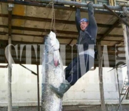 Родни рибари извадиха 220-килограмово чудовище