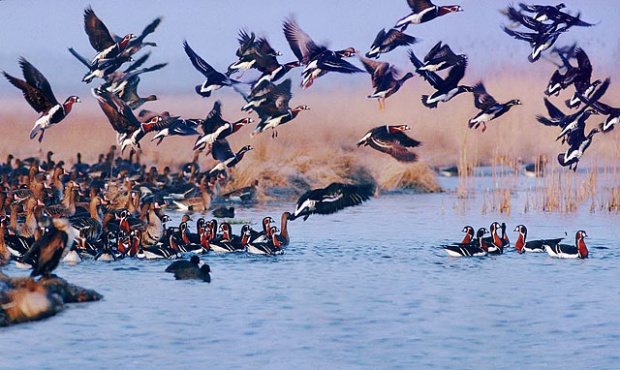 Асоциация скача срещу еколози: Червеногушите гъски не са по-важни от отглеждането на зеленчуци
