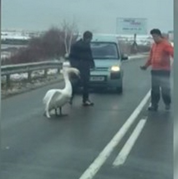 Заблуден лебед блокира движението по пътя Бургас - Поморие