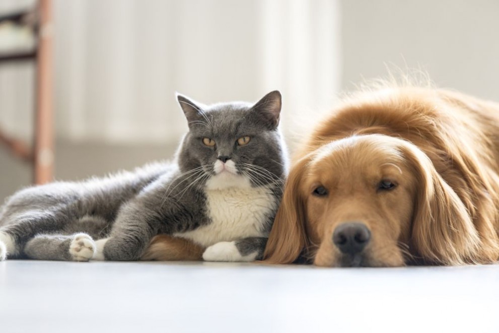 Котки vs. кучета: Кой казва, че трябва да е война?