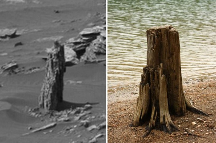 Откриха вкаменено дърво на Марс (ВИДЕО)