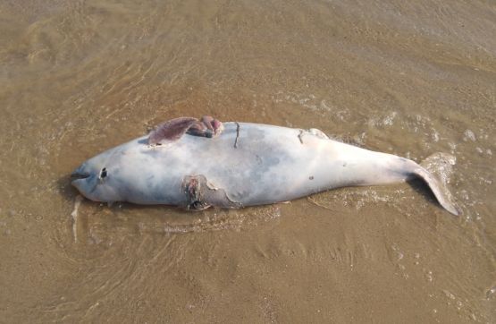 Делфин с отрязана перка намериха в Равда