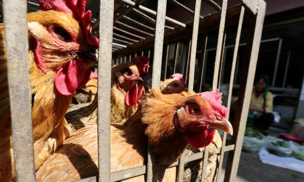 Гърция спира вноса на наши пилета заради птичия грип