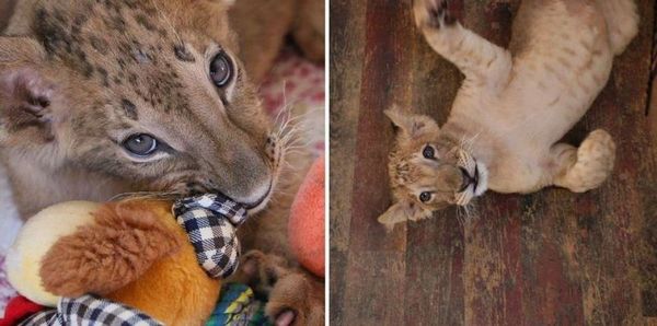 Екоминистърът Нено Димов спаси малките лъвчета от разградския зоопарк