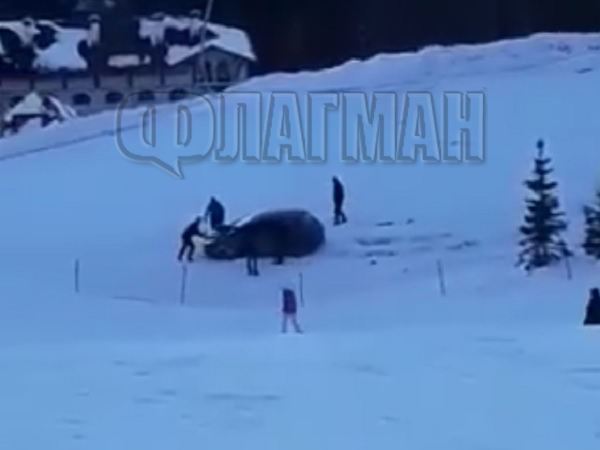 Пълен шаш! Шофьор закъса в снега на пистата в Пампорово, скиори се опитват да го избутат (ВИДЕО)