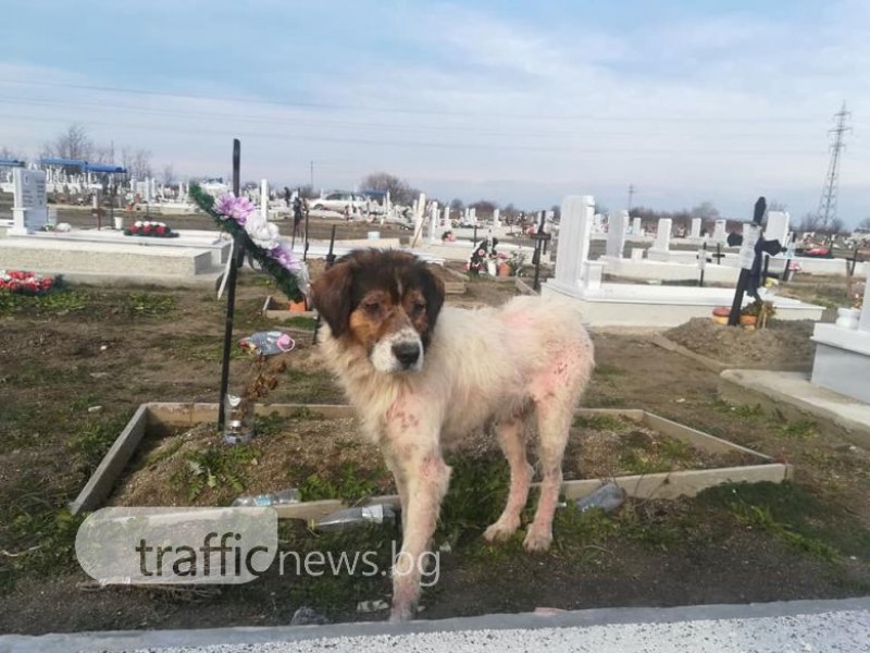 Изритано куче яде свещи на Пловдивските гробища