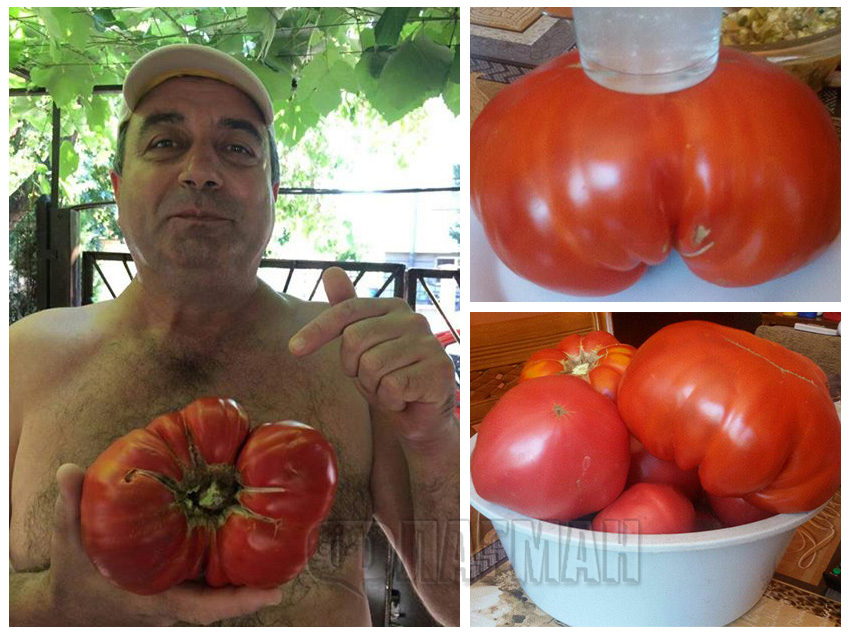 Можело и без ГМО! Вижте какъв домат-гигант отгледа бургазлията Иван в кв.Сарафово (СНИМКИ)