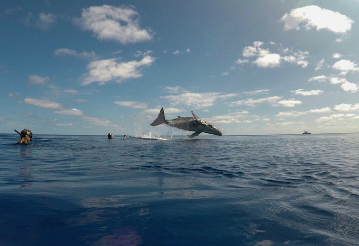 Туристи снимаха бебе кит, но бозайникът се гмурна и те изпаднаха в ужас (ВИДЕО)