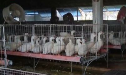 Птицевъди излизат на протест заради птичия грип