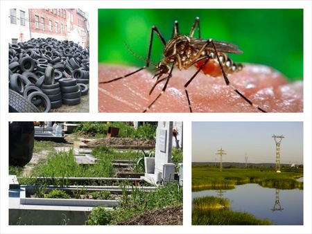 Инвазията на тигровия комар е главно в Бургас, Созопол и Приморско, хапе по краката и само през деня