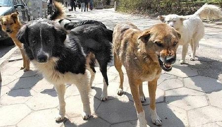 Бездомни кучета нахапаха две жени в Дупница