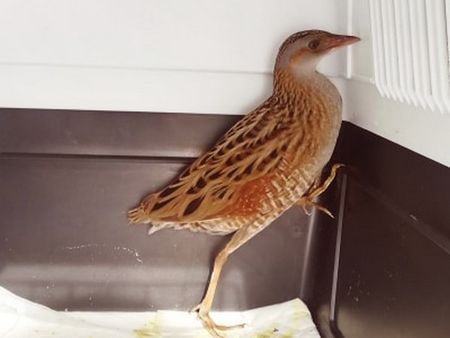 Бедстваща световно защитена птица беше спасена от РИОСВ-Бургас