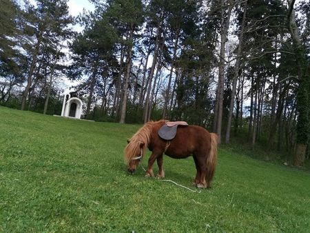 Две малки понита са новата атракция на Сунгурларе