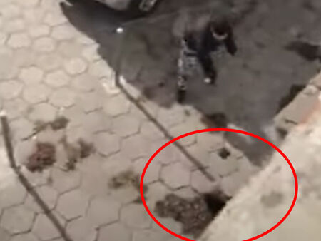 Хлапаци садисти тероризират котки в бургаския жк „Възраждане“