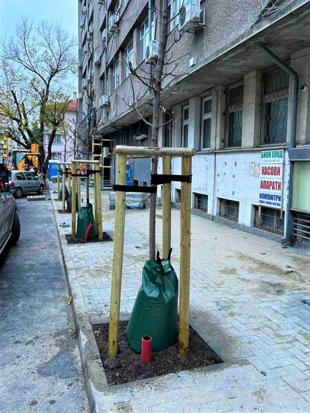 Вижте първите нови дръвчета по ул."Шейново", догодина ще станат над 100