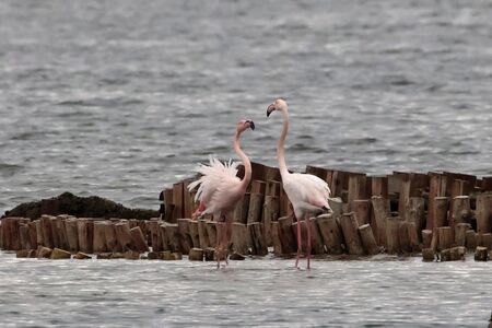 Вижте колко розови фламинги зимуват в Бургас