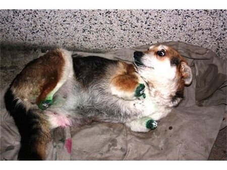 Полицията издирва садист, убил кучето Мима по особено жесток начин