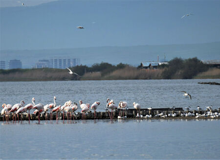 Поморийското езеро – важна спирка по пътя на птиците "Via Pontica"