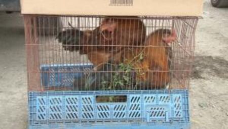 Малки производители срещу забраната за животински пазари: Обричат ни на глад