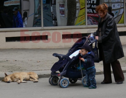 Кучета с червеи в сърцето мрат по улиците на Бургас?