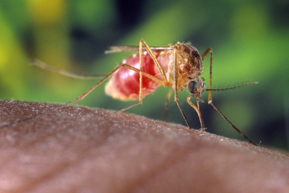 Хеликоптери ще морят комарите в Бургас