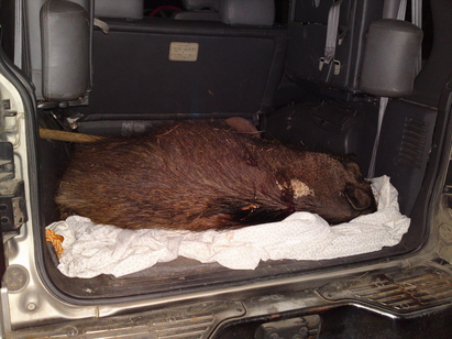 Хванаха ловци с убито диво прасе в Царево