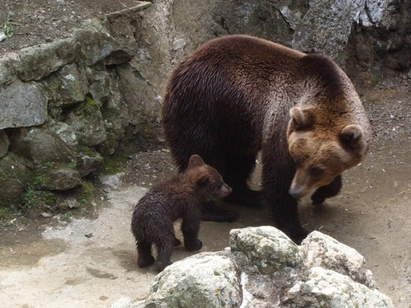 Избяга 150 килограмов мечок в Айтос,  хиляди хора в паника
