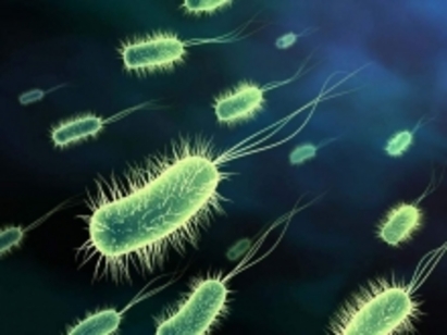 Опасна бактерия тръшнала децата на "Каваците"