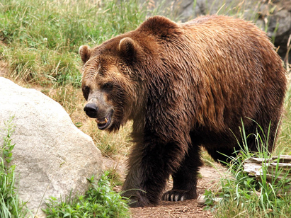 На Камчатка мечка разкъса мъж и жена