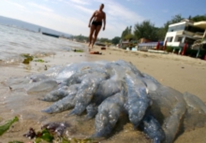 Внимание! Нашествие на медузи по морето