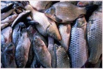 50 кг риба иззеха екипи на БАБХ при проверки в Бургас