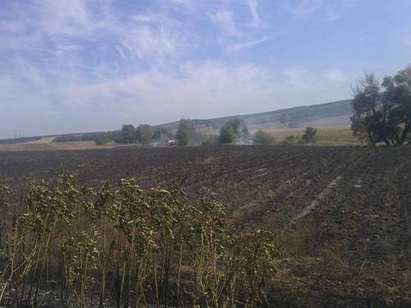 Пожар изпепели лавандулата край Ябълчево